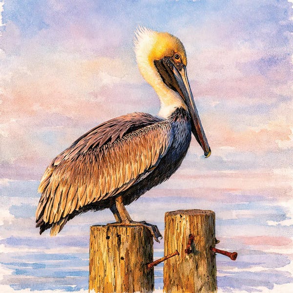 Janet Fikar: Brown Pelican Portrait by Janet Fikar