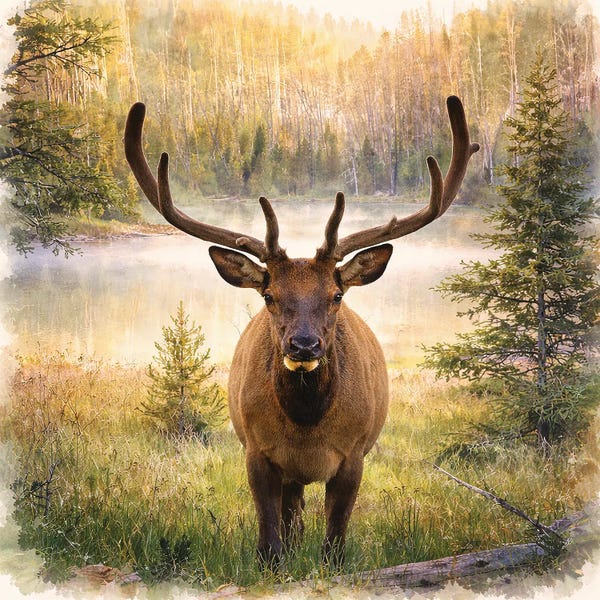 Elk: Forest Bull Elk by Janet Fikar