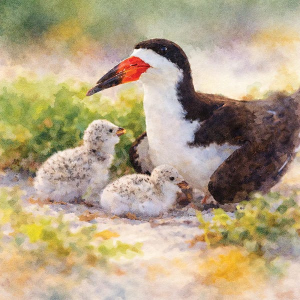 Black Skimmer And Chicks