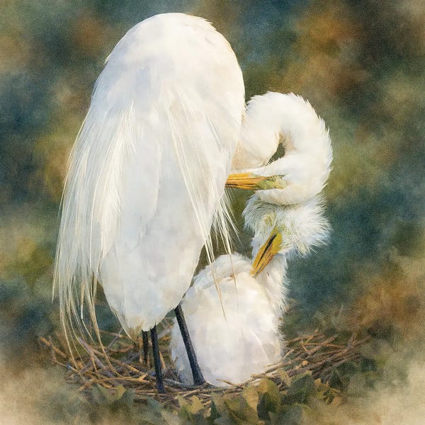 Janet Fikar: Mama Egret by Janet Fikar
