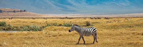 Zebras: Where Is My Heard by Janet Fikar