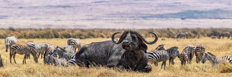 King Of The Hill by Janet Fikar wall art