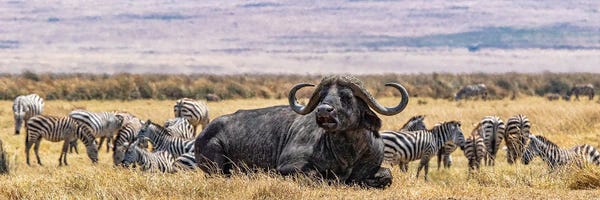 Bulls: King Of The Hill by Janet Fikar