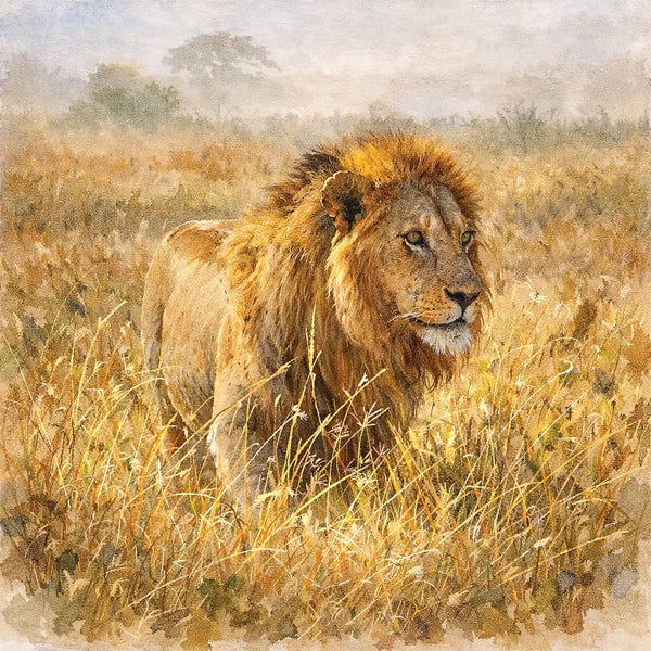Janet Fikar: African Lion by Janet Fikar