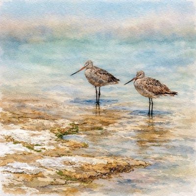 Janet Fikar - Gallery Posters: Shore Birds by Janet Fikar