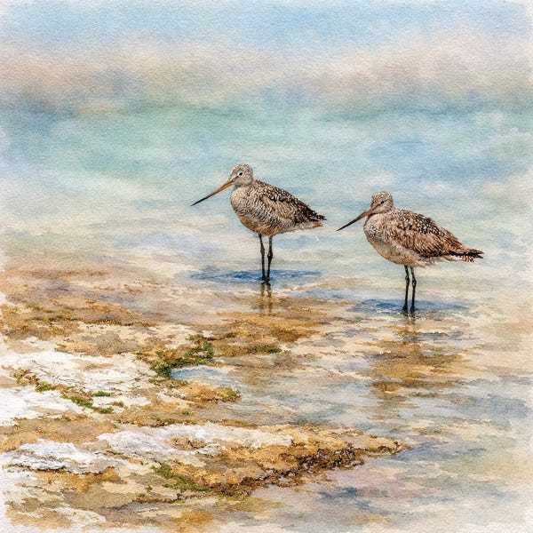 Fine Art Print: Shore Birds by Janet Fikar