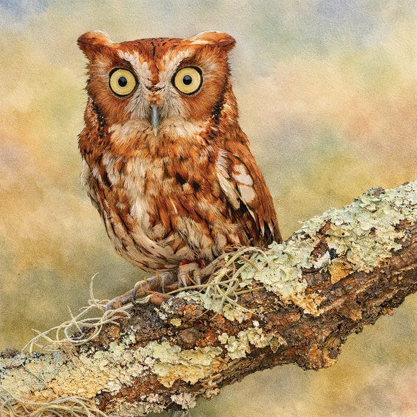 Janet Fikar: Red Morph Screech Owl by Janet Fikar
