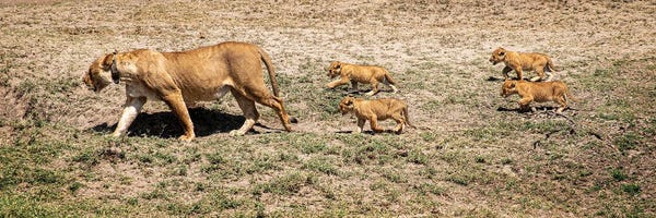 Janet Fikar: Mama And Cubs by Janet Fikar