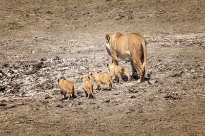 Stay Close by Janet Fikar canvas print