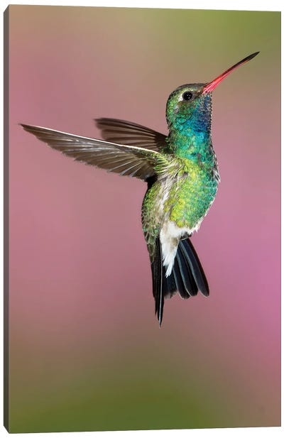 Hummingbird Pose Canvas Art Print - Janet Fikar