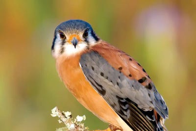 American Kestrel by Janet Fikar framed wall art