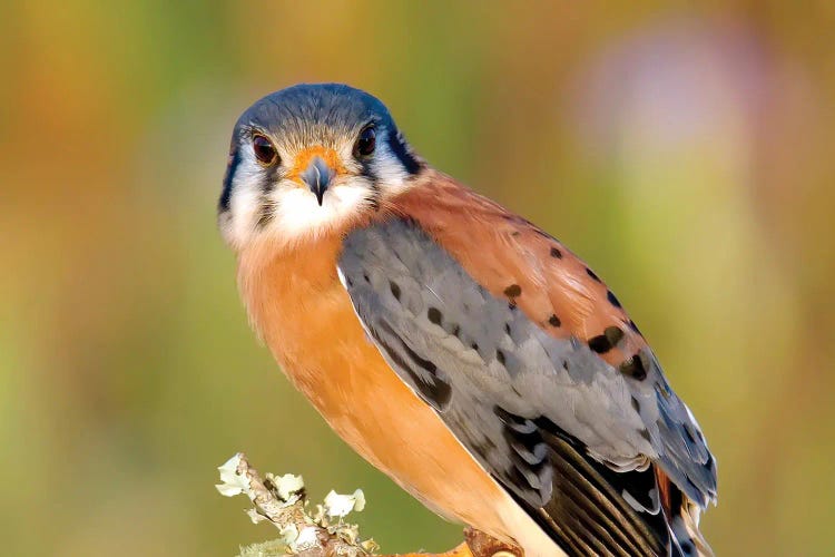 American Kestrel