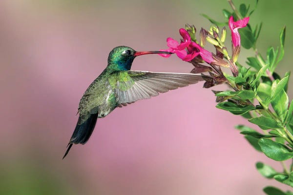 Hummingbirds: Taking A Sip by Janet Fikar