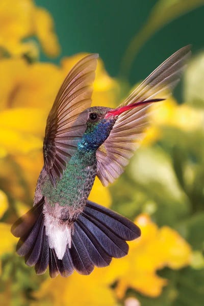 Hummingbirds: Selfie by Janet Fikar