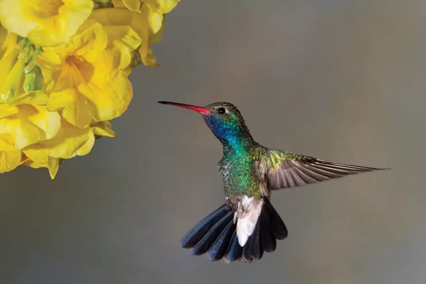 Hummingbirds: Yellow Me Some Nectar by Janet Fikar