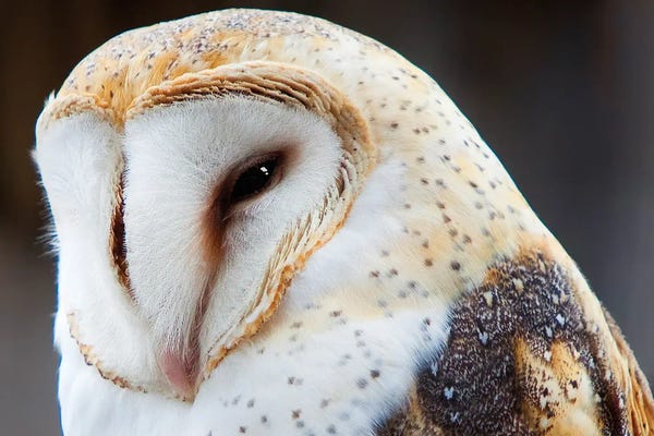 Janet Fikar: Barnyard Owl Head Shot by Janet Fikar