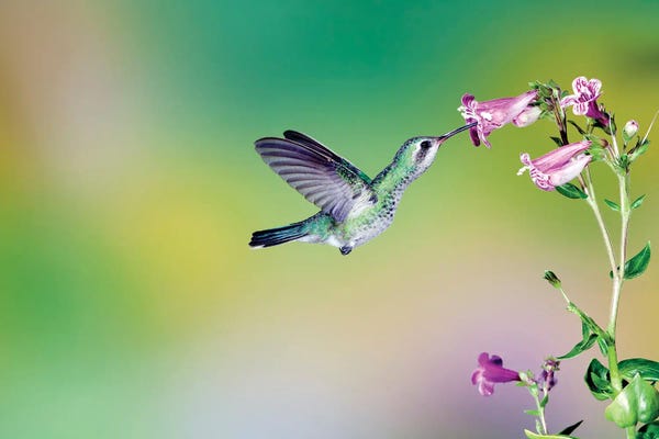 Hummingbirds: Caught In The Act by Janet Fikar