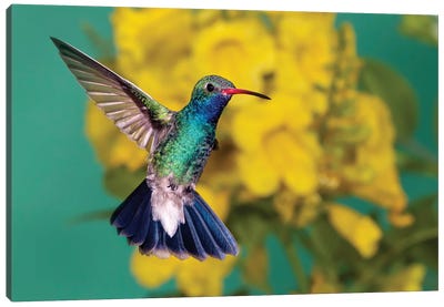 Detailed Beauty Canvas Art Print - Hummingbird Art