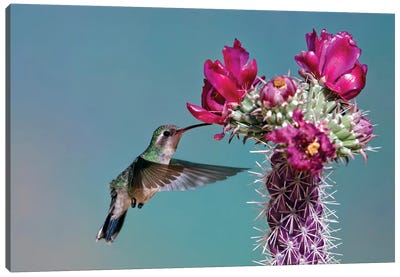Cactus Love Canvas Art Print - Hummingbird Art