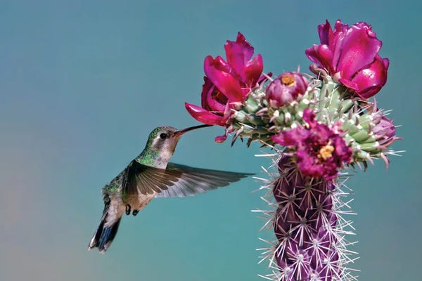 Hummingbirds: Cactus Love by Janet Fikar