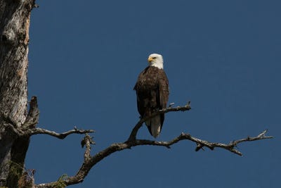 American Baldly by Janet Fikar framed wall art