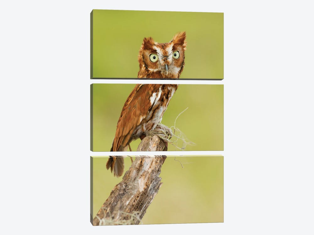 Small And Mighty by Janet Fikar 3-piece Canvas Print