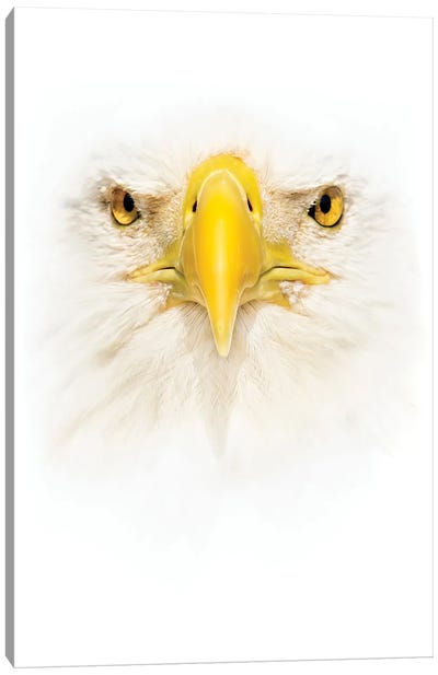 Bald Eagle Face Canvas Art Print - Eagle Art