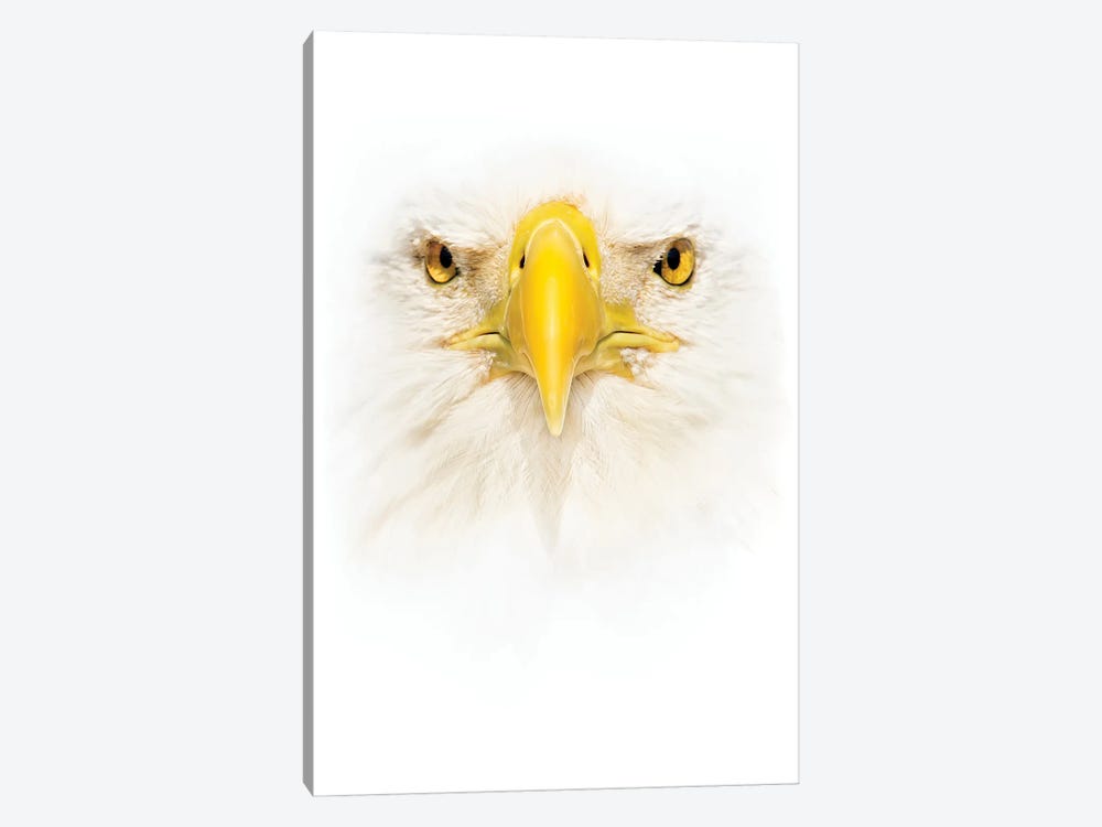 Bald Eagle Face by Janet Fikar 1-piece Art Print