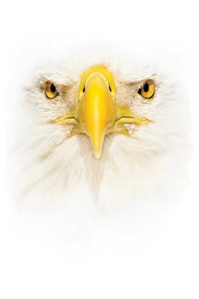 Janet Fikar: Bald Eagle Face by Janet Fikar