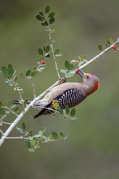 Janet Fikar: Stealing Home by Janet Fikar