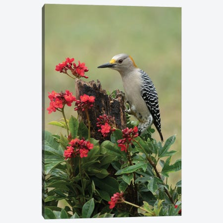 Woodpecker Nature Canvas Print #JFK60} by Janet Fikar Art Print