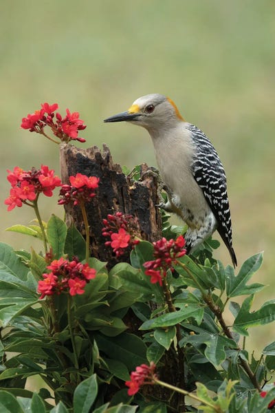 Janet Fikar: Woodpecker Nature by Janet Fikar