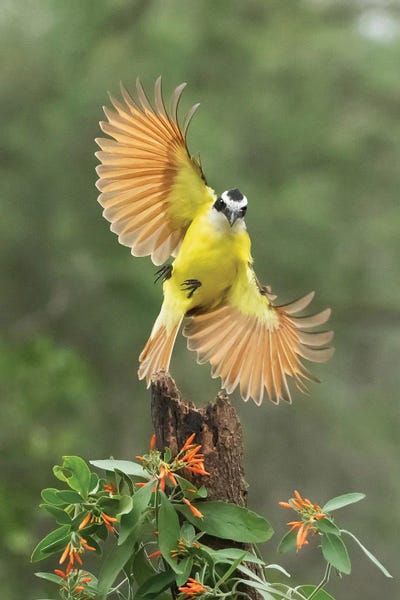 Janet Fikar: Bank Shot by Janet Fikar