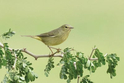 Lookout by Janet Fikar framed wall art