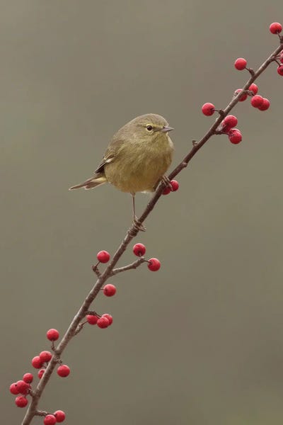 Just Ripe by Janet Fikar canvas print