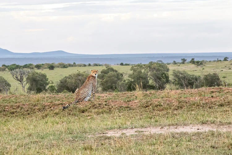 Proud Cheetah