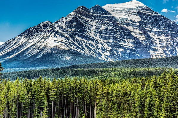 Janet Fikar: Above The Tree Line by Janet Fikar
