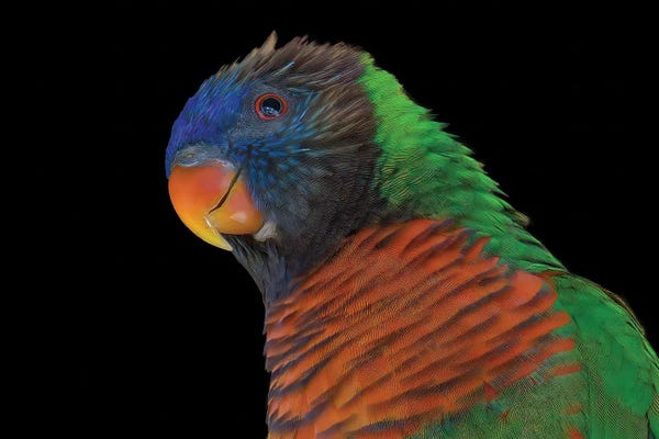 Parrots: Exotica by Janet Fikar