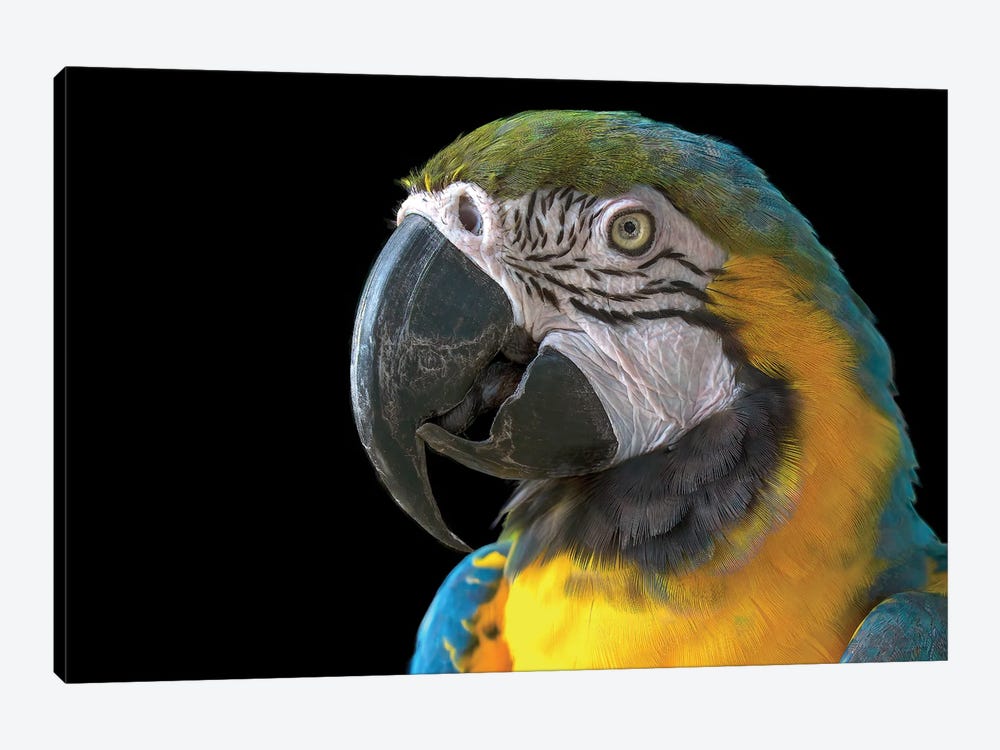 Parrot Head Shot by Janet Fikar 1-piece Canvas Art Print