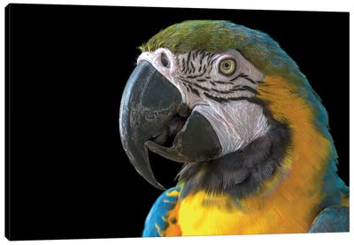 Parrot Head Shot Canvas Art Print - Janet Fikar
