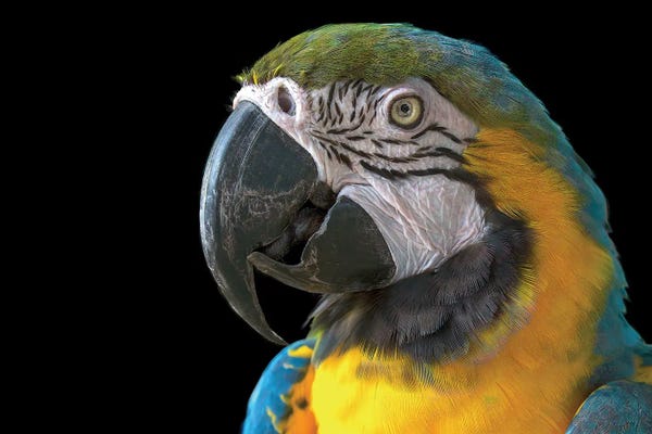 Parrots: Parrot Head Shot by Janet Fikar