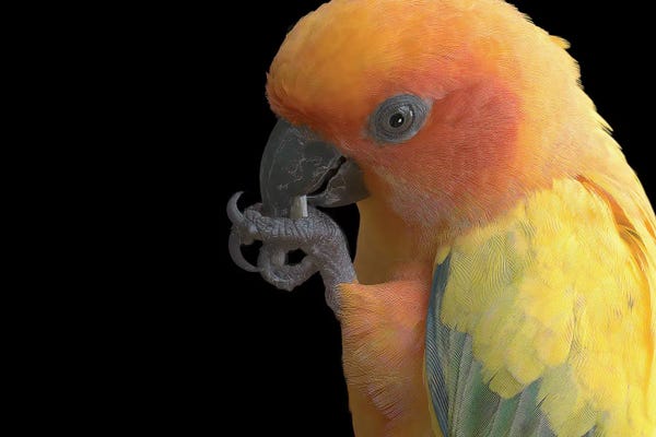 Parrots: Gossip by Janet Fikar