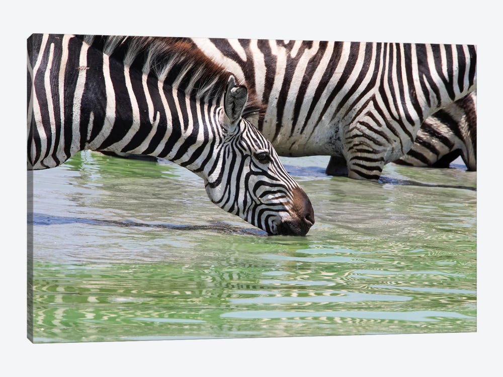 Drinking From The Water Hole by Janet Fikar 1-piece Canvas Art Print