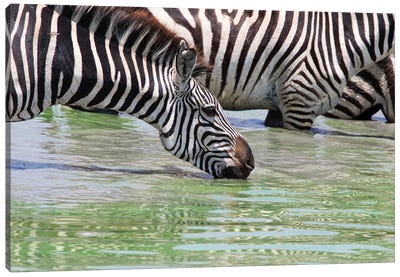Drinking From The Water Hole Canvas Art Print - Janet Fikar