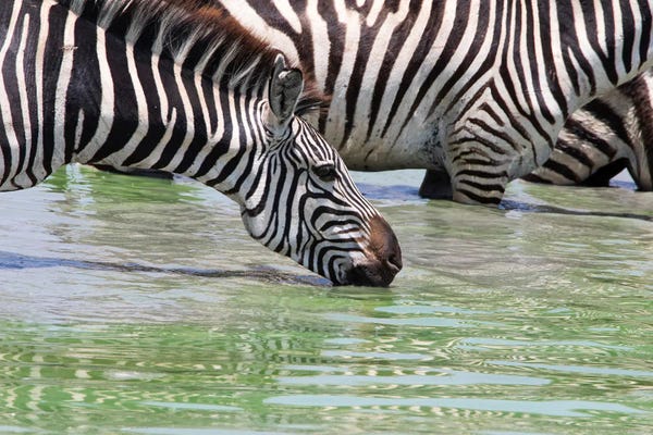 Zebras: Drinking From The Water Hole by Janet Fikar