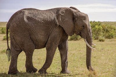African Pride by Janet Fikar canvas print