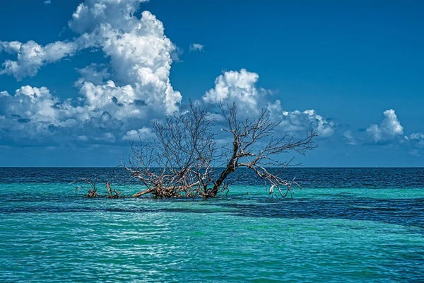 Central America: Adrift In Belize by Janet Fikar