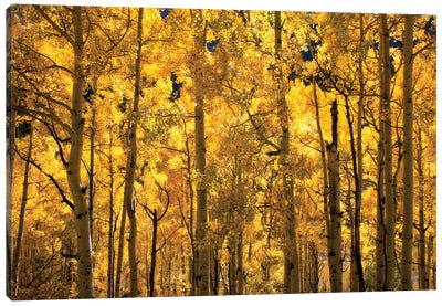 A Sea Of Gold Canvas Art Print - Monochromatic Photography