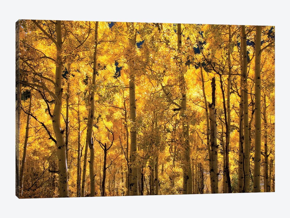 A Sea Of Gold by Janet Fikar 1-piece Canvas Print