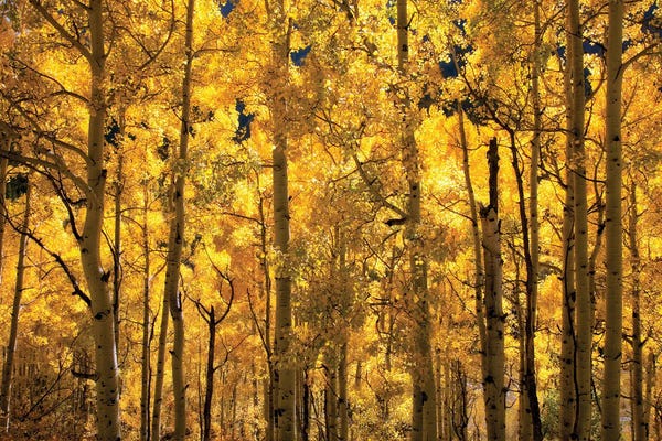 Monochromatic Photography: A Sea Of Gold by Janet Fikar